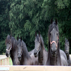 Jayke, Ouke, Anton, Bauke en Oadske