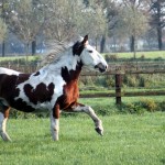 Bont paard