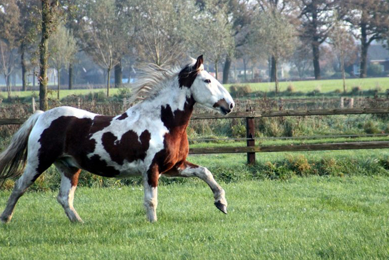 Bont - Recreatieoord Hippique